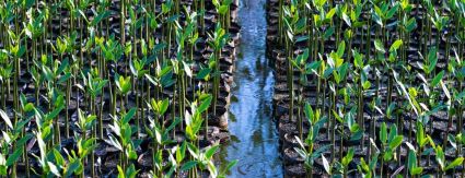 Programa da Iguá Rio já plantou mais de 85 mil mudas de mangue e avança na recuperação ambiental das lagoas da Zona Sudoeste