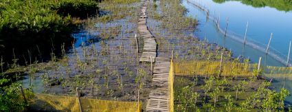 Iguá conclui primeiro hectare de mangue recuperado na Lagoa do Camorim, com presença do biólogo Mario Moscatelli