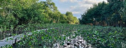 Em três anos, Iguá espera recuperar 7 hectares de mangue no Complexo Lagunar da Barra da Tijuca e Jacarepaguá