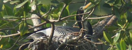 Aparição de ninhos de ave rara em manguezal aponta para aumento da biodiversidade no Complexo Lagunar da Barra da Tijuca e Jacarepaguá